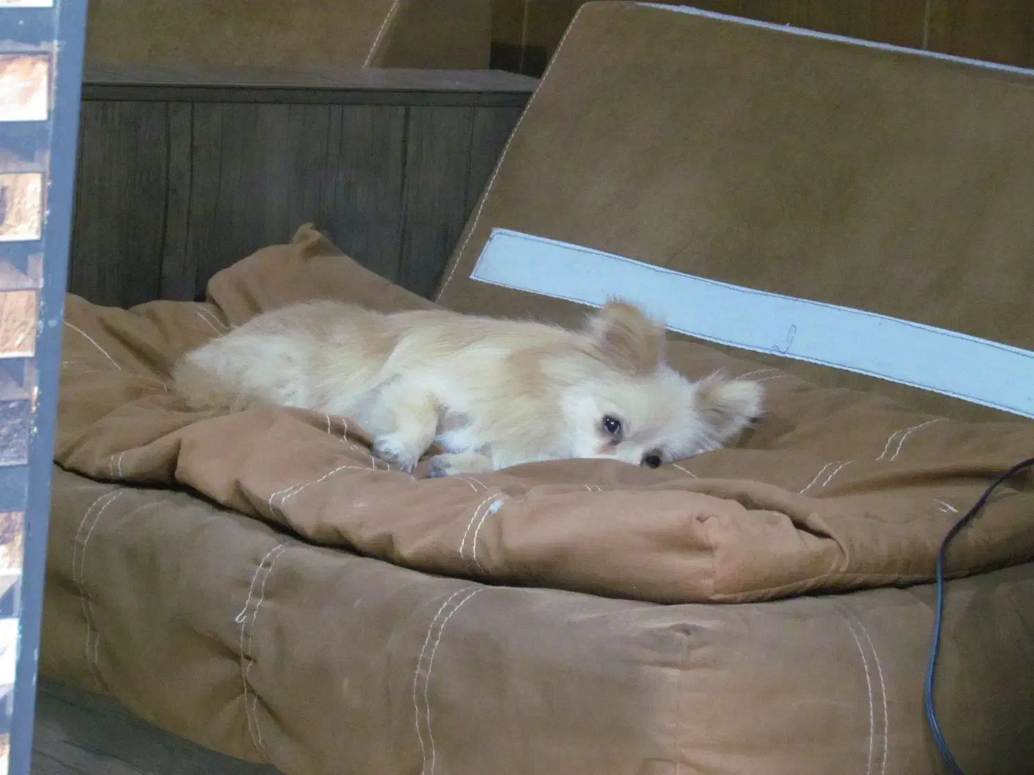 پامرین روباهی پامر|سگ|تهران, توحید|دیوار