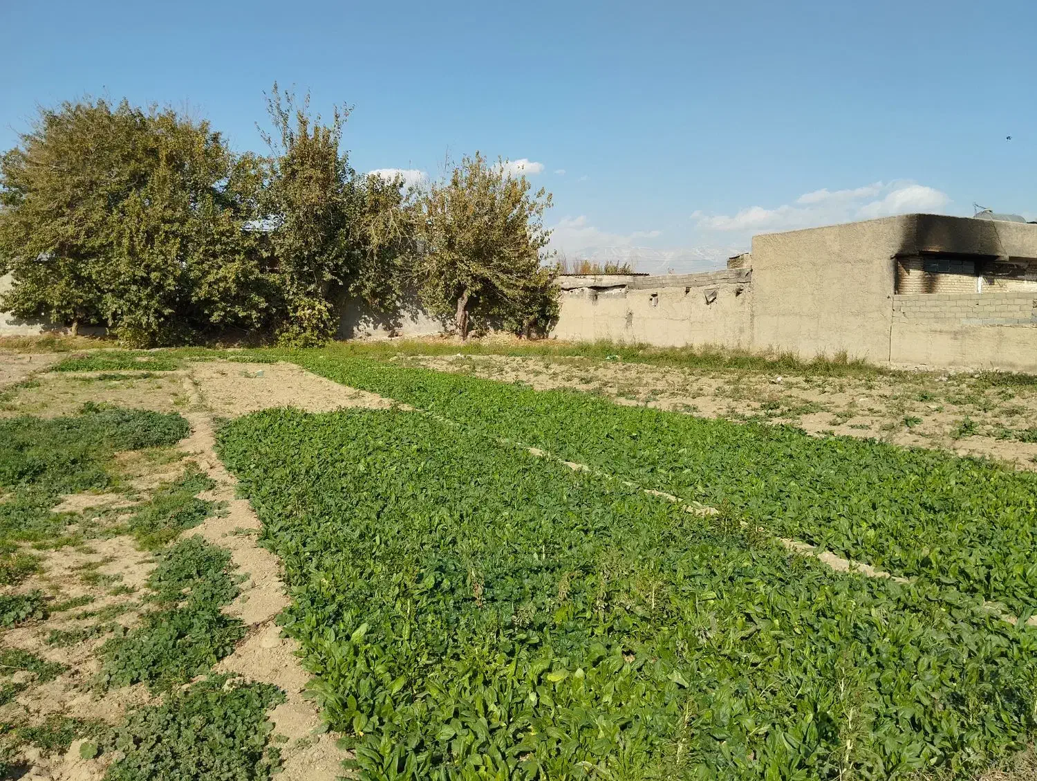 زمین کشاورزی در یافت اباد|فروش زمین و ملک کلنگی|تهران, سعیدآباد|دیوار