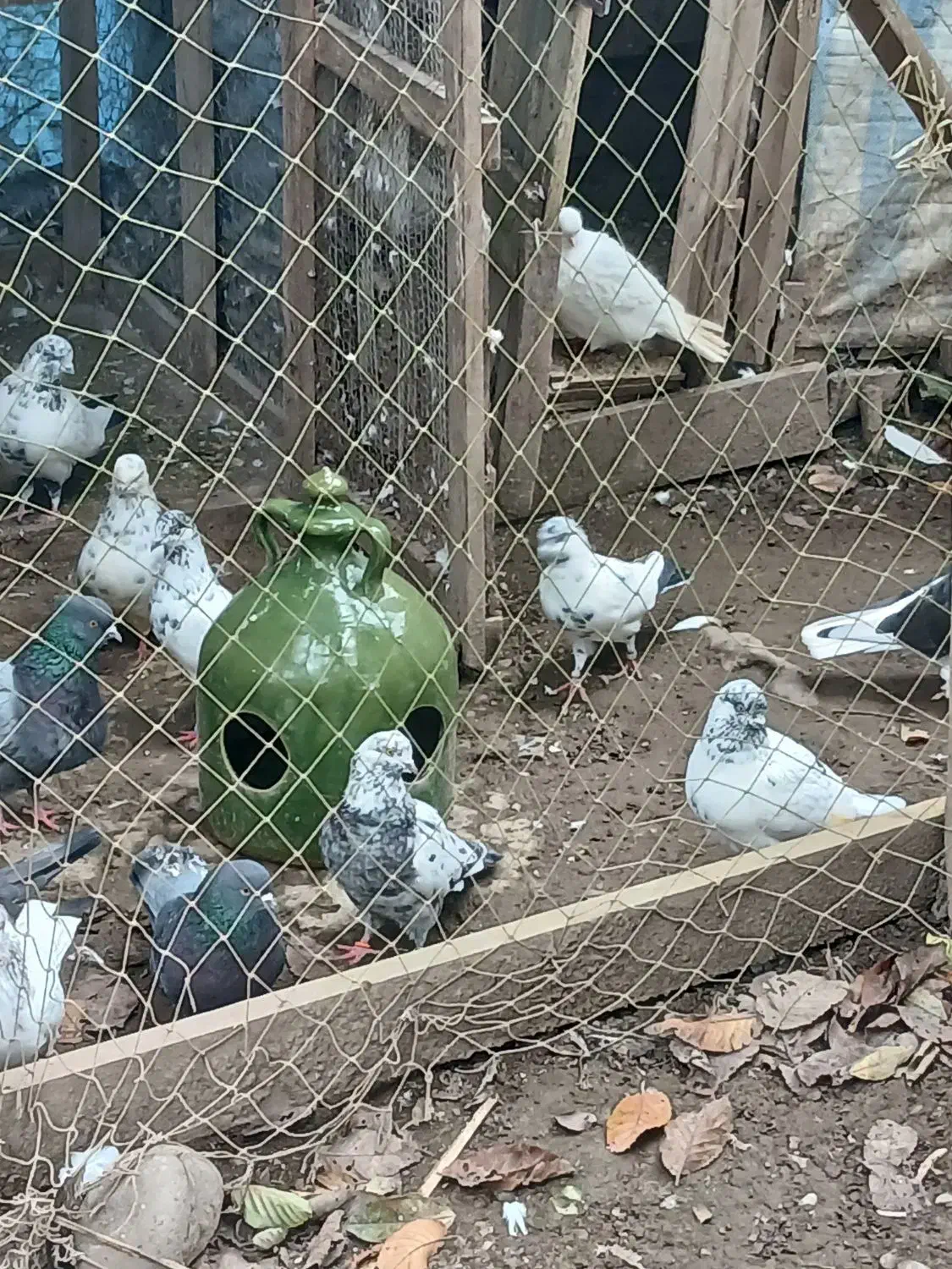 کبوتر|پرنده|کوچصفهان, |دیوار