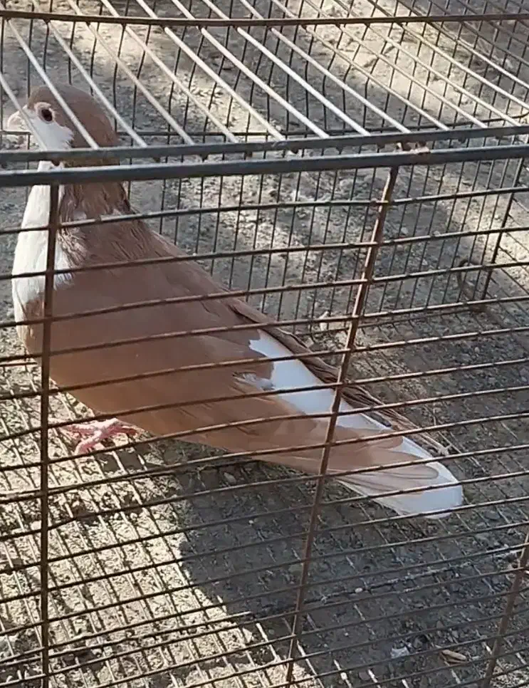 ساده زرد|پرنده|تربتحیدریه, شهرک ولیعصر|دیوار