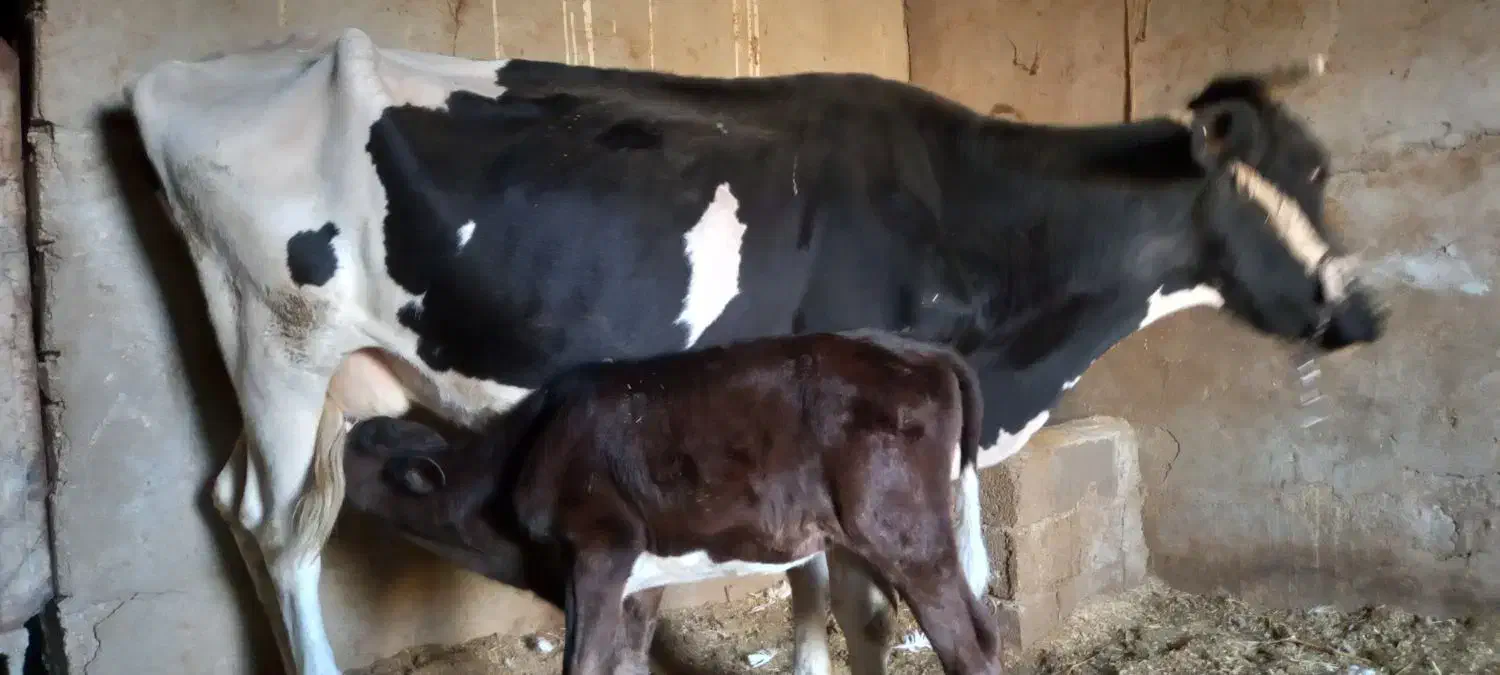 اهواز  رامشیر|حیوانات مزرعه|رامشیر, |دیوار