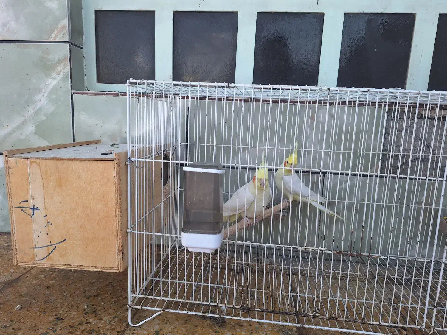 عروس هلندی|پرنده|بهبهان, |دیوار