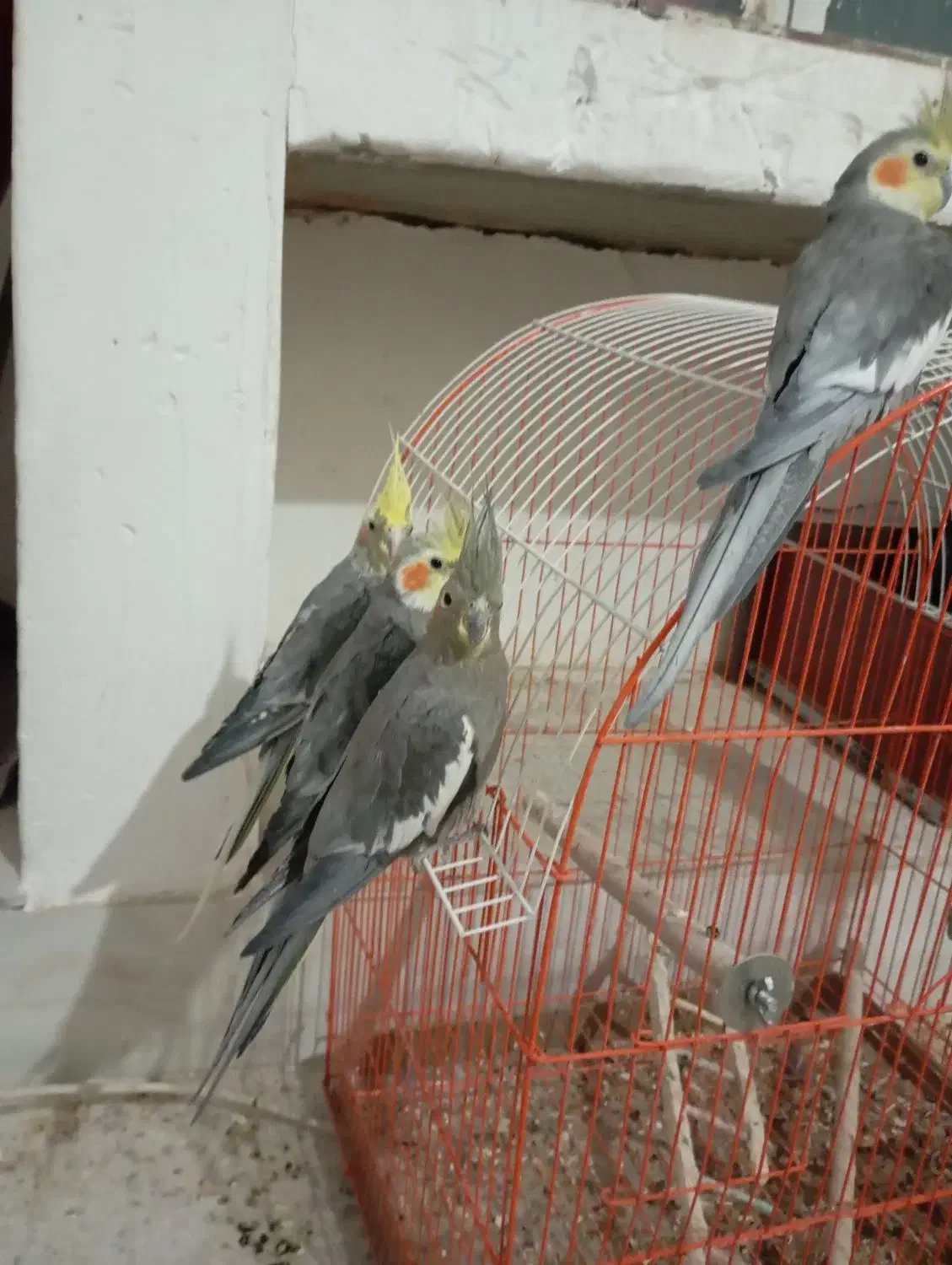 چهارعددعروس هلندی 3تومن جفت نر ماده باقفس|پرنده|نجفآباد, یزدانشهر|دیوار