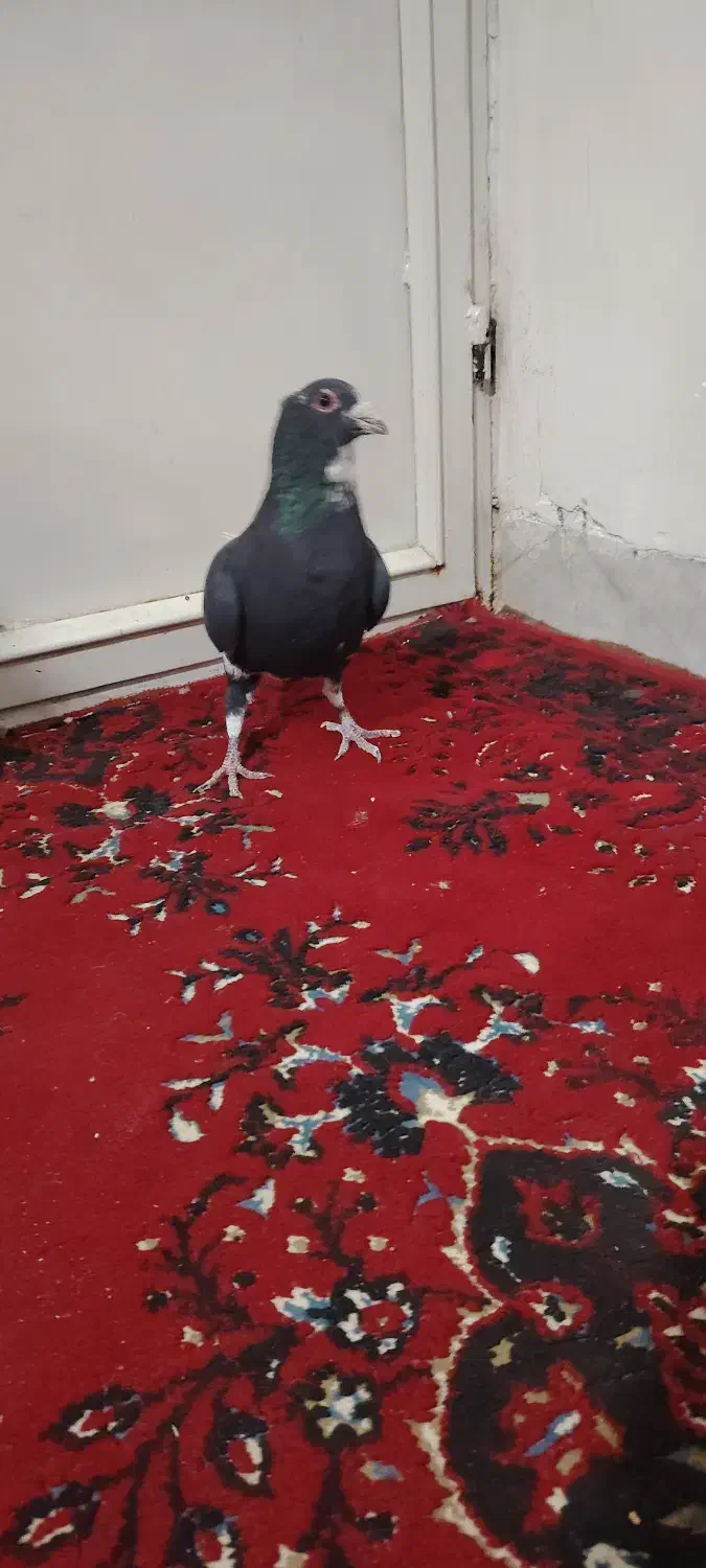 نر پلنگ اسطوره|پرنده|کرمان, |دیوار