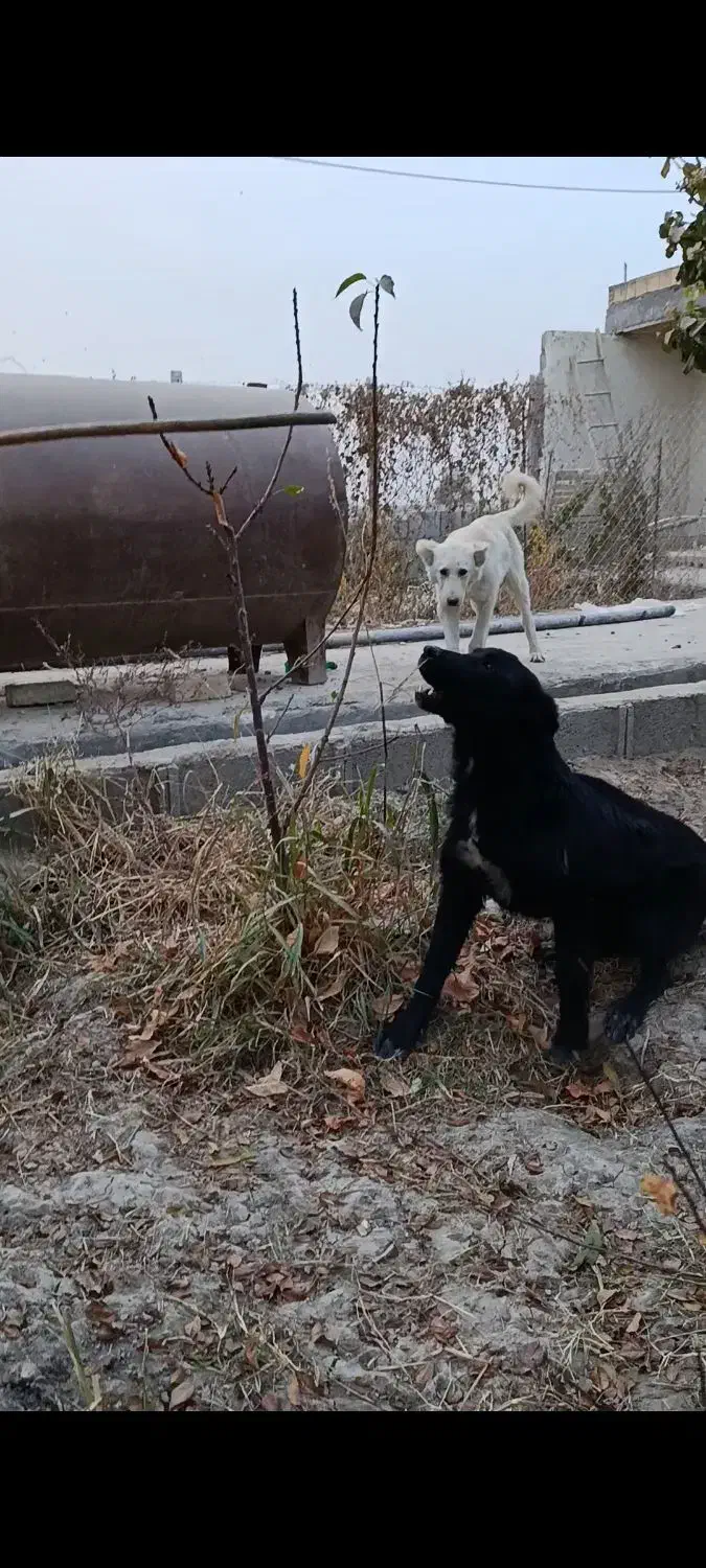 واگذاری ی جفت قدرجونی ۵ماه سیاه آدمی سفیده جونوری|سگ|پیر بکران, |دیوار