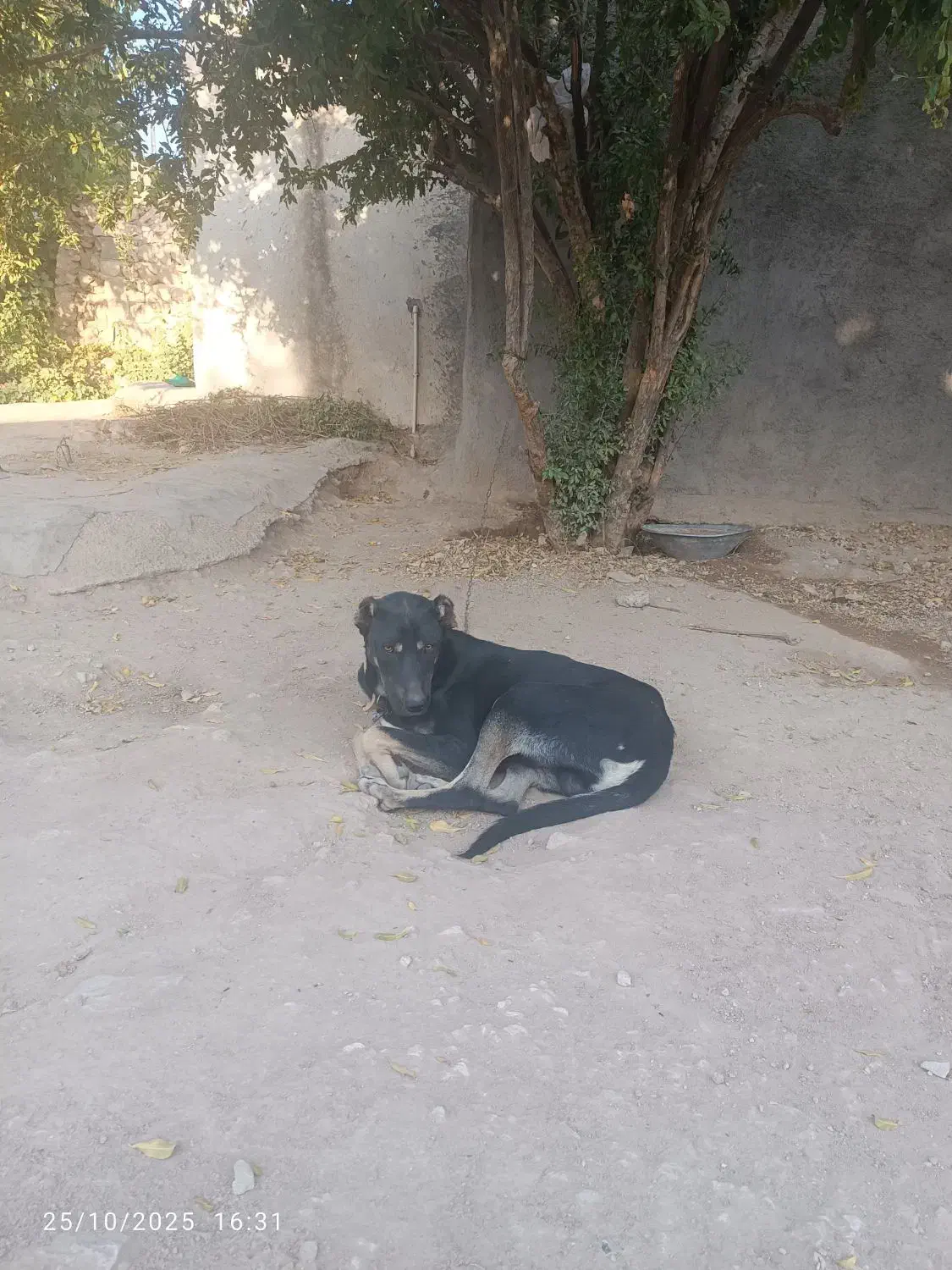 سگ دوبرمن|سگ|گیلان غرب, |دیوار