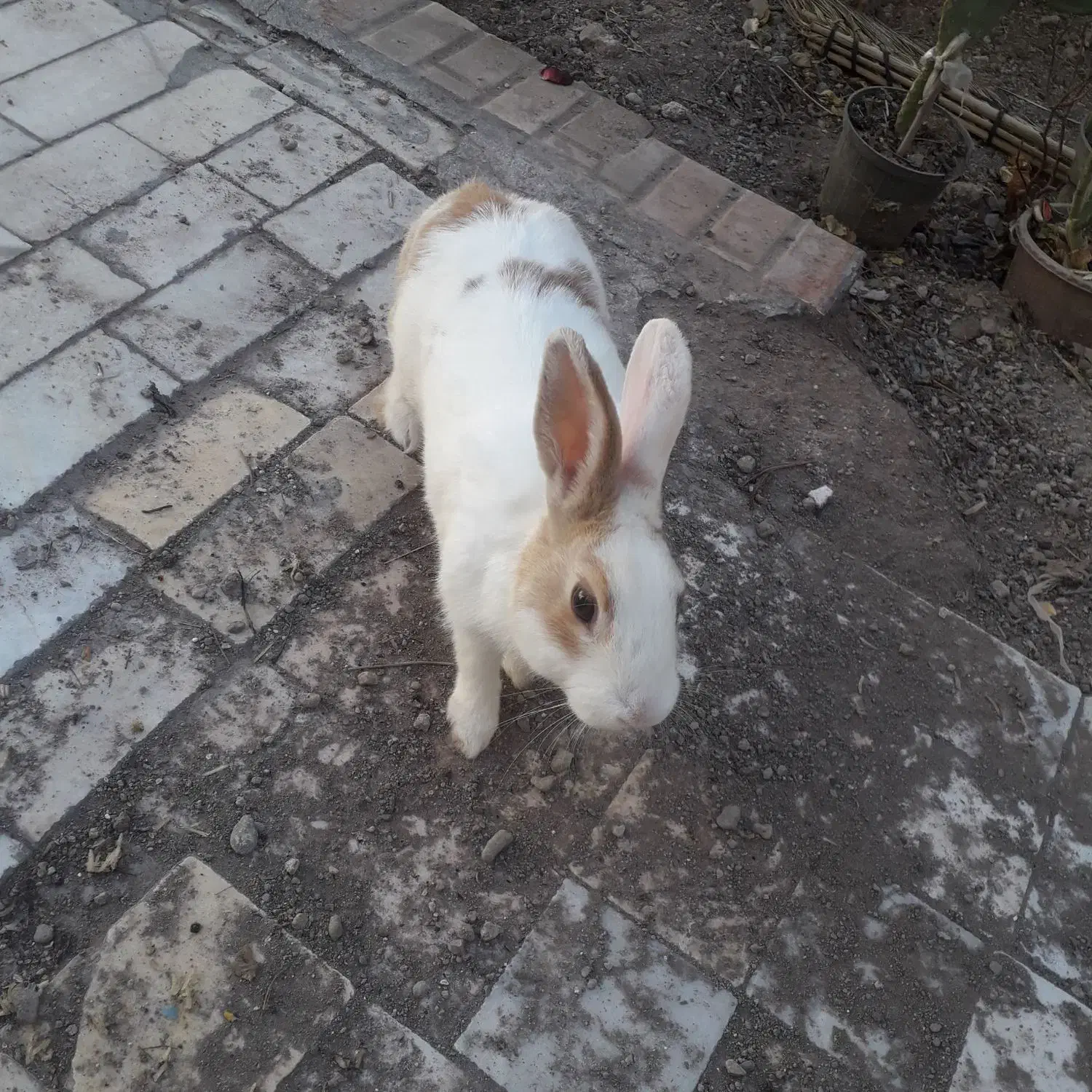 خرگوش|موش و خرگوش|سیرجان, |دیوار