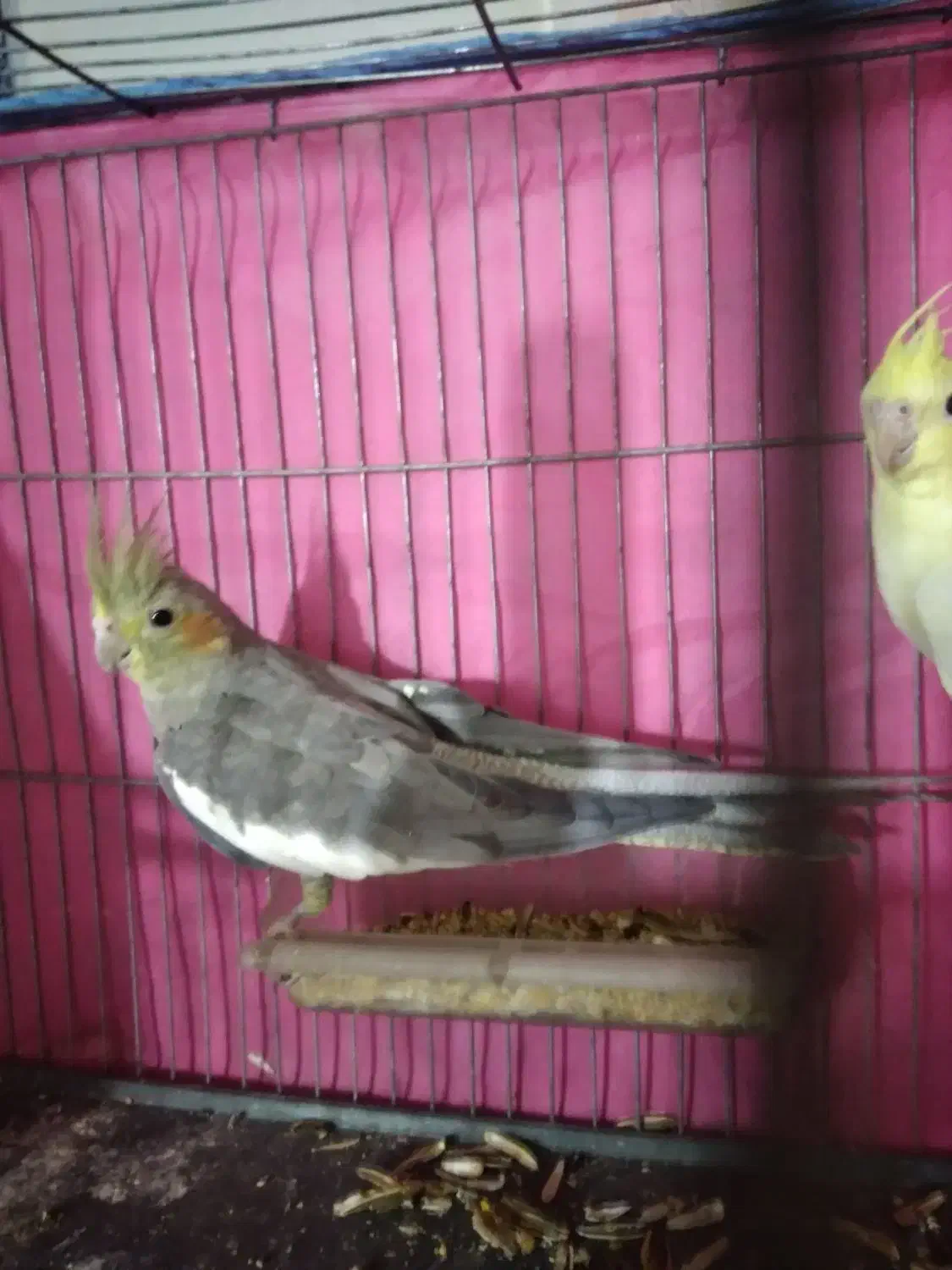 عروس هلندی نرو ماده شیش ماه قناری سهر|پرنده|قم, ولیعصر|دیوار