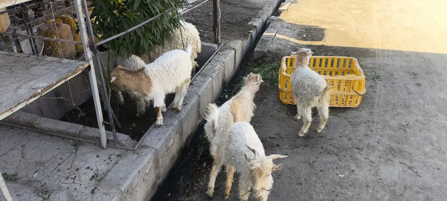 تعدادی بزغاله و بره|حیوانات مزرعه|زاهدان, |دیوار