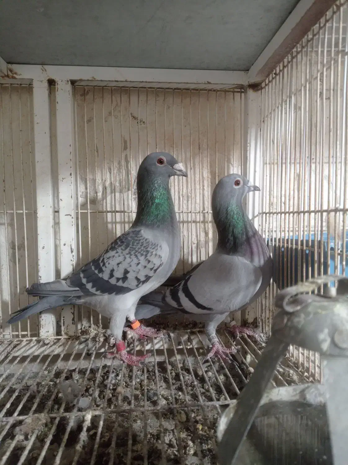 کبوتر جاده|پرنده|طرقبه, |دیوار