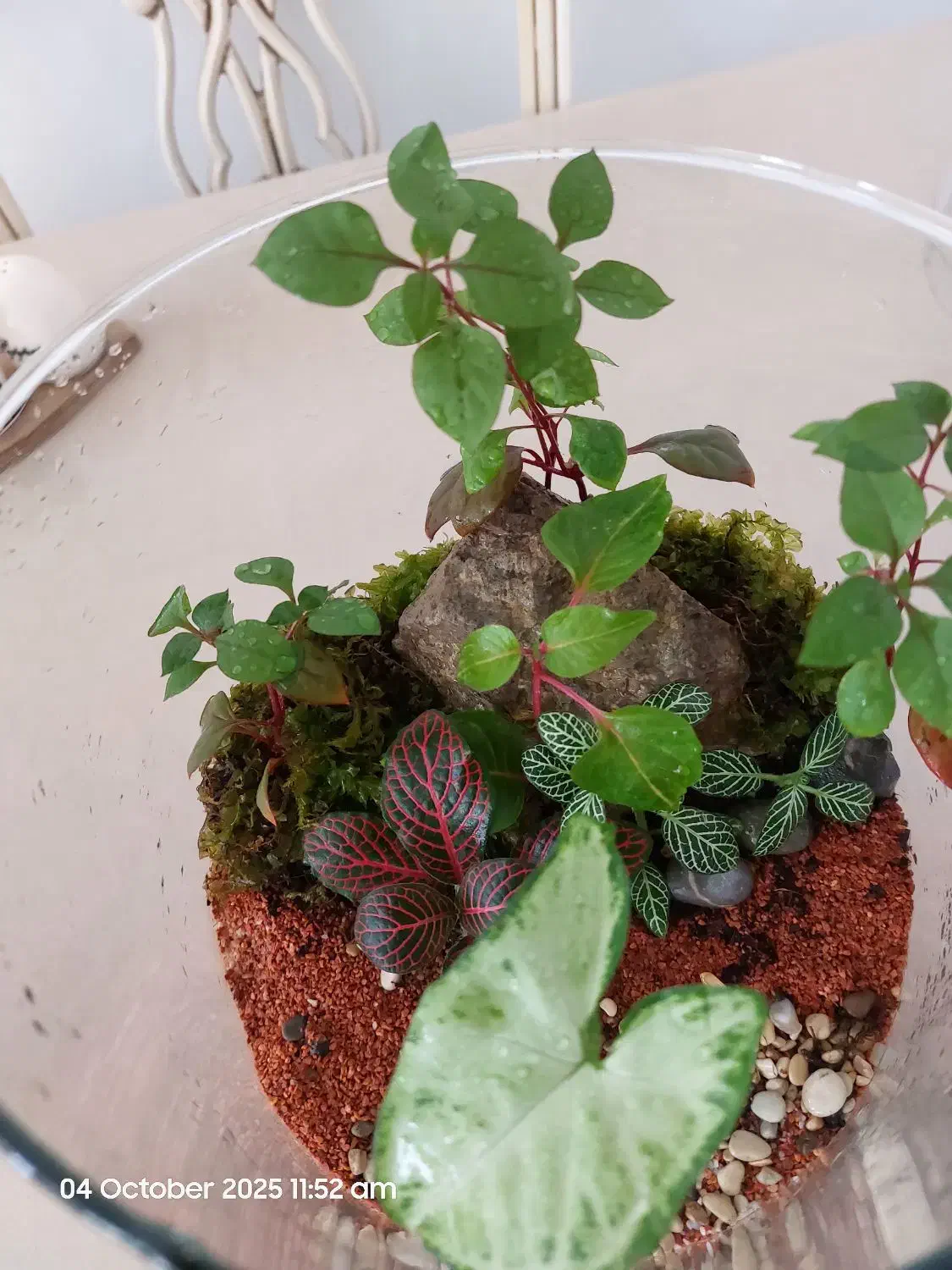 تراریوم|گل و گیاه طبیعی|پاکدشت, شهرک انقلاب|دیوار