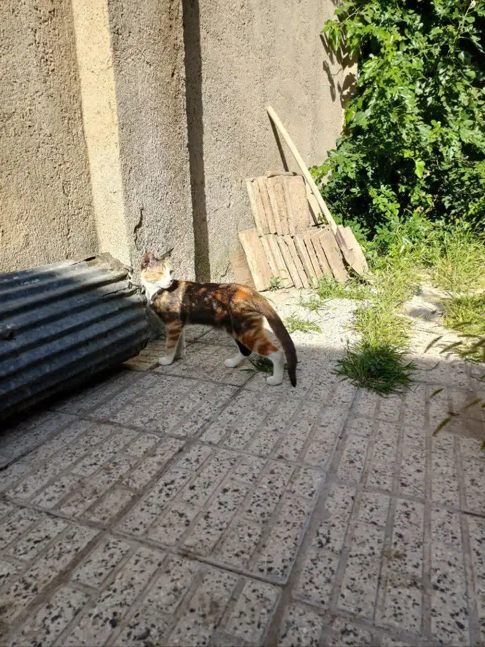 گمشده گمشده مژدگانی ۲۰میلیونی|گربه|بروجرد, |دیوار