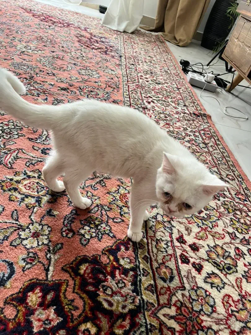 گربه گمشده جواداباد کرج|گربه|کرج, شهرک یاس جنوبی|دیوار