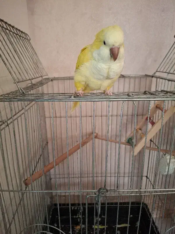 طوطی راهب لوتینو،زرد|پرنده|اسلام‌شهر, شهرک مفیدی|دیوار