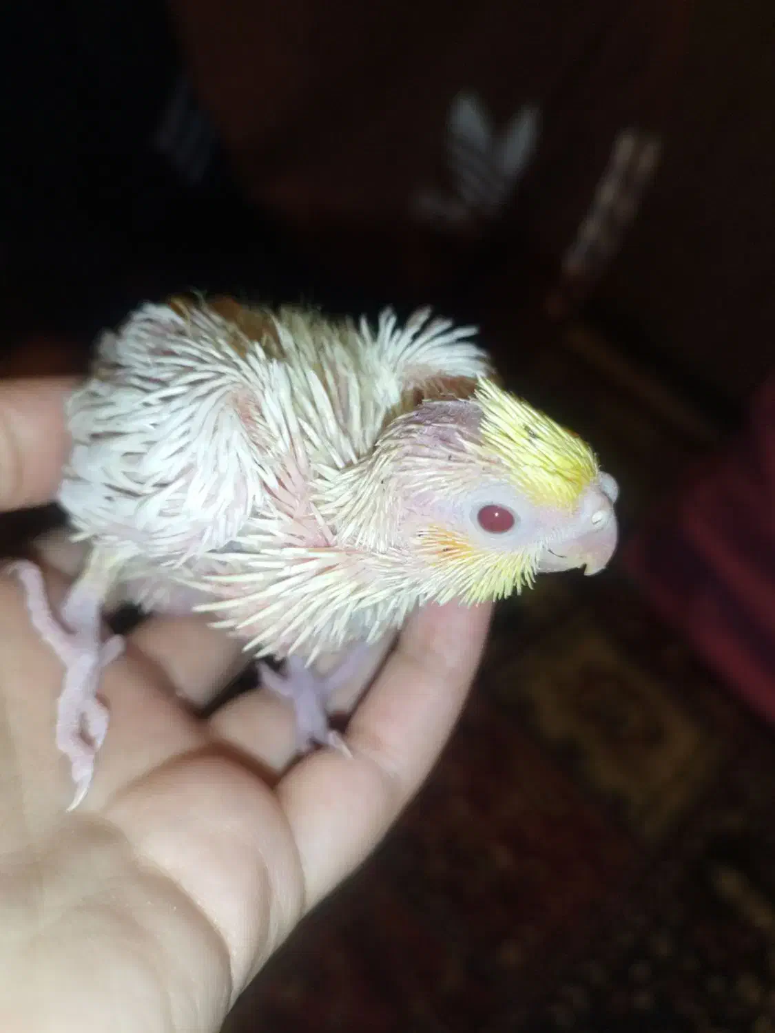 فروش جوجه عروس هلندی|پرنده|شاهینشهر, شهرک میلاد|دیوار