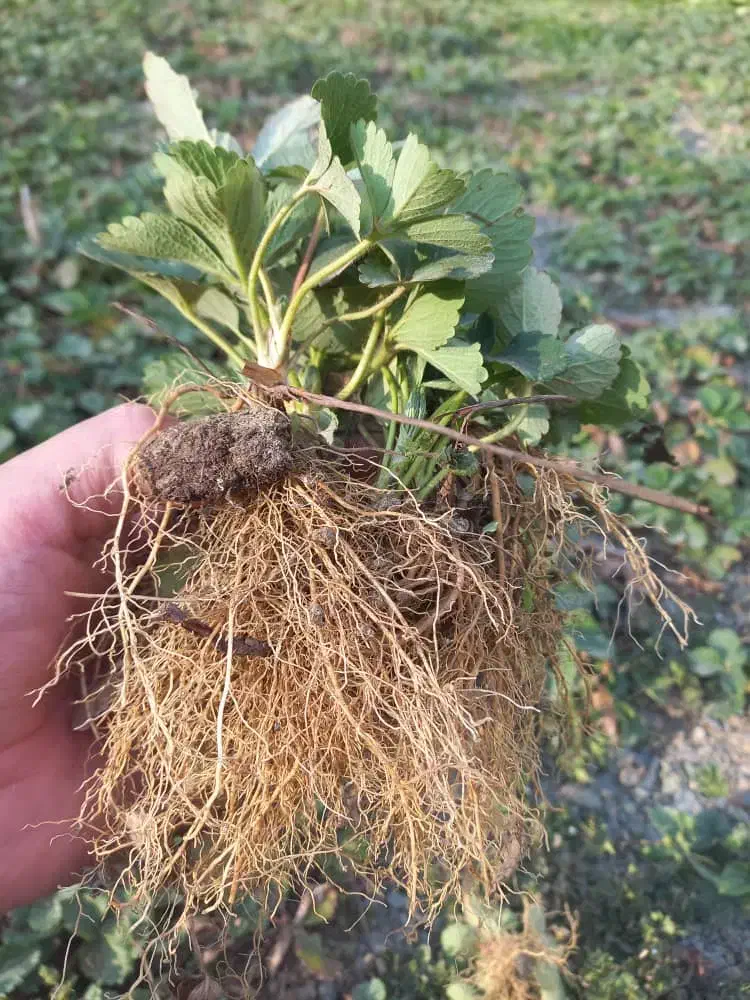 نشا پاروس|گل و گیاه طبیعی|سروآباد, |دیوار