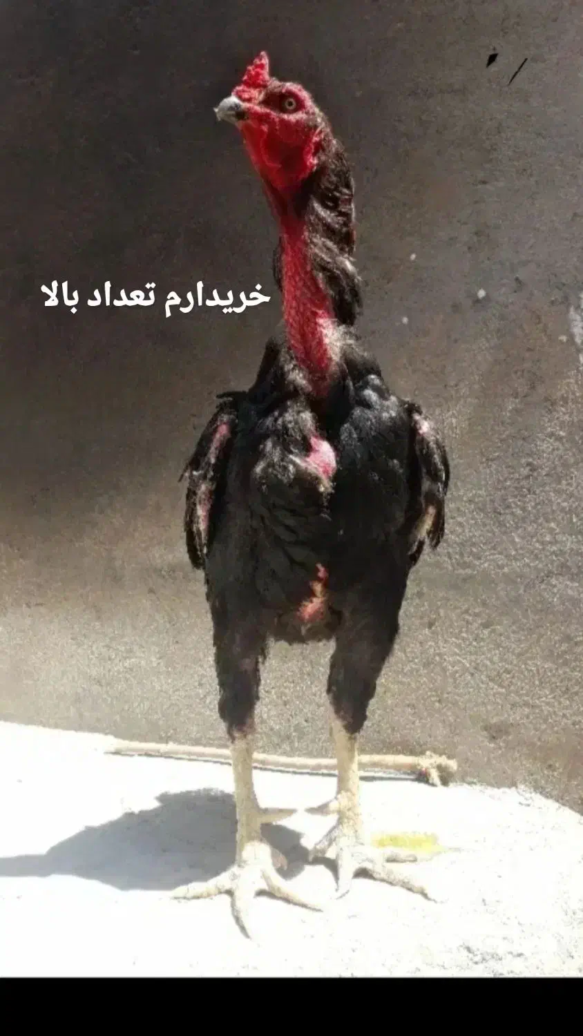 خ خروس لاری|حیوانات مزرعه|تربت‌حیدریه, حسنی بالا|دیوار