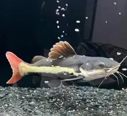 ماهی مانستر|ماهی|تهران, حکیمیه|دیوار