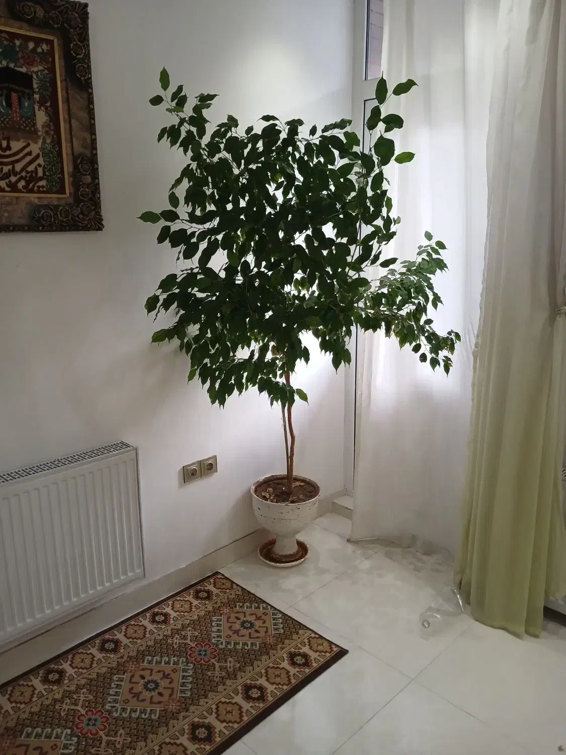 گل خانگی|گل و گیاه طبیعی|ماکو, |دیوار