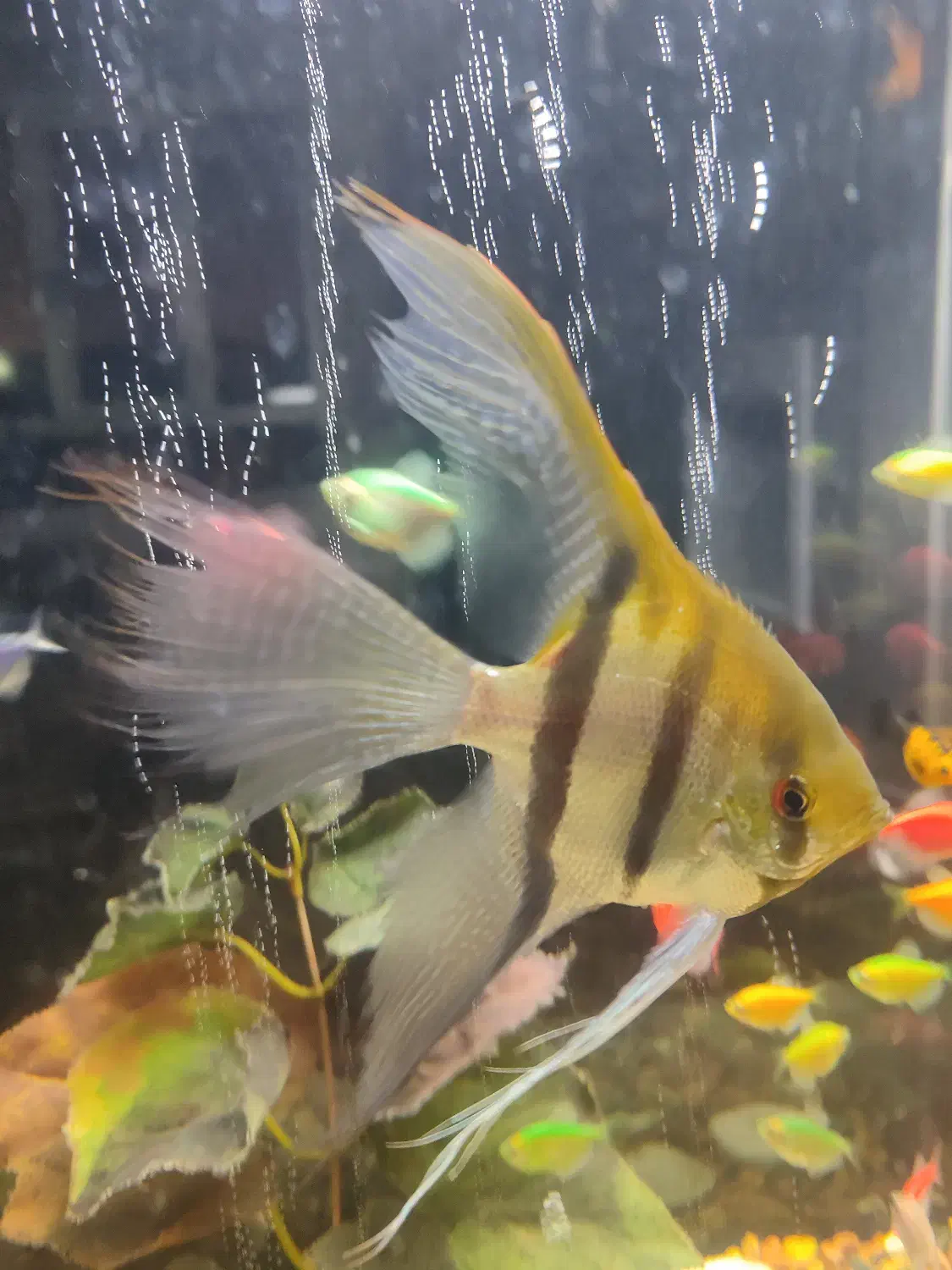 ماهی آنجل|ماهی|میاندوآب, |دیوار