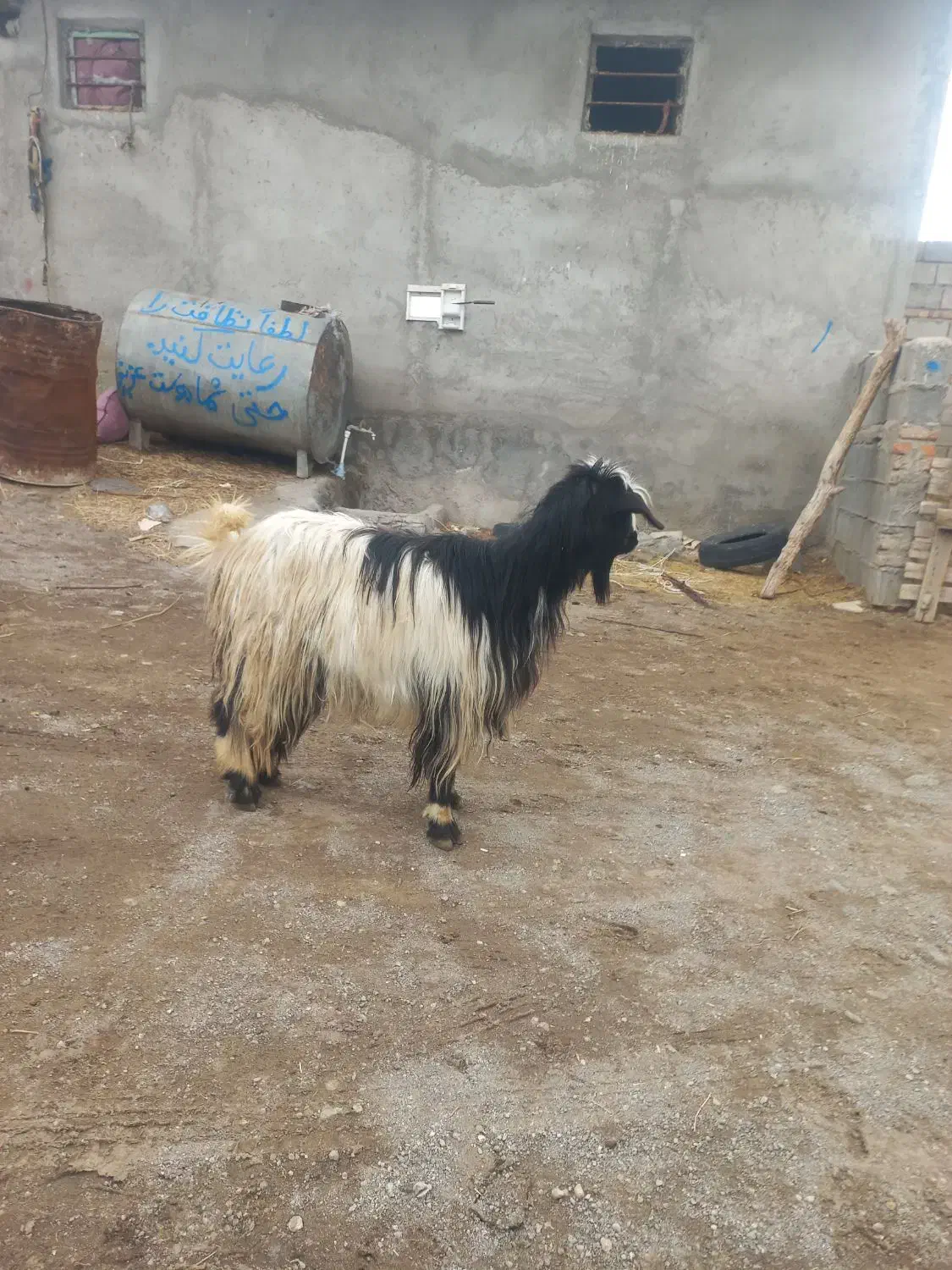 بزجوان|حیوانات مزرعه|مشگین شهر, |دیوار