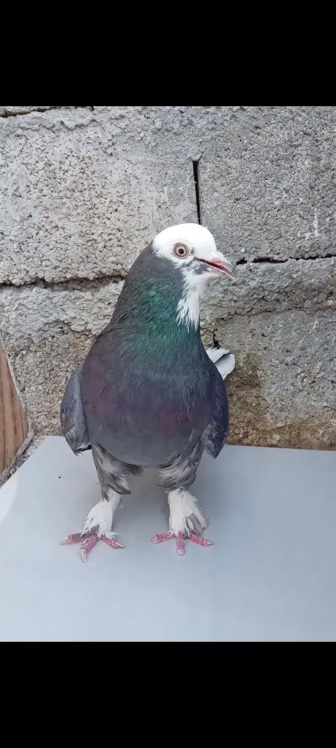 کبوتر گمشده|حیوانات|اسلام‌‌آباد غرب, |دیوار