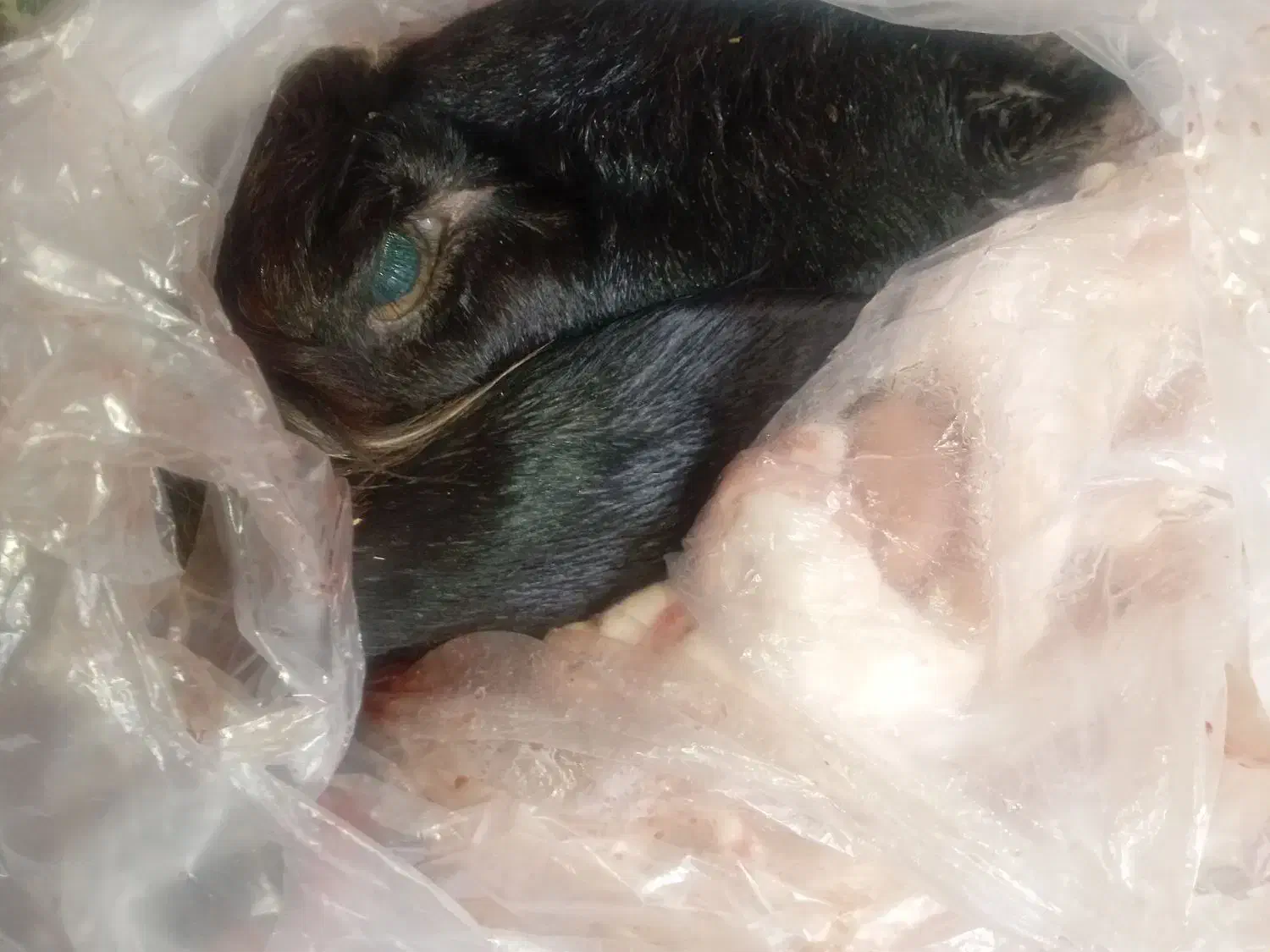 کله پاچه|خوردنی و آشامیدنی|مسجد سلیمان, |دیوار