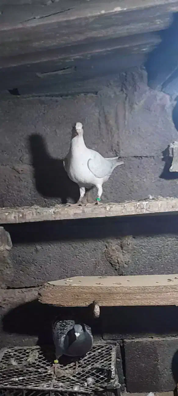 جوجه سار|پرنده|تایباد, |دیوار