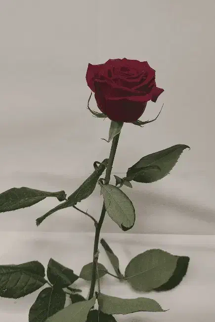 گل رز هلندی طبیعی|گل و گیاه طبیعی|رباطکریم, مسکن مهر آبشناسان|دیوار