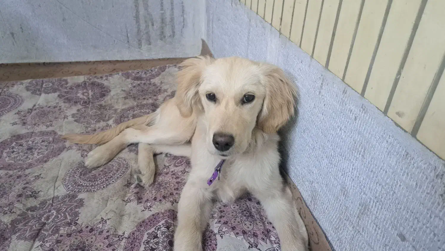 واگذاری سگ گلدن|سگ|اصفهان, شهید رجایی|دیوار