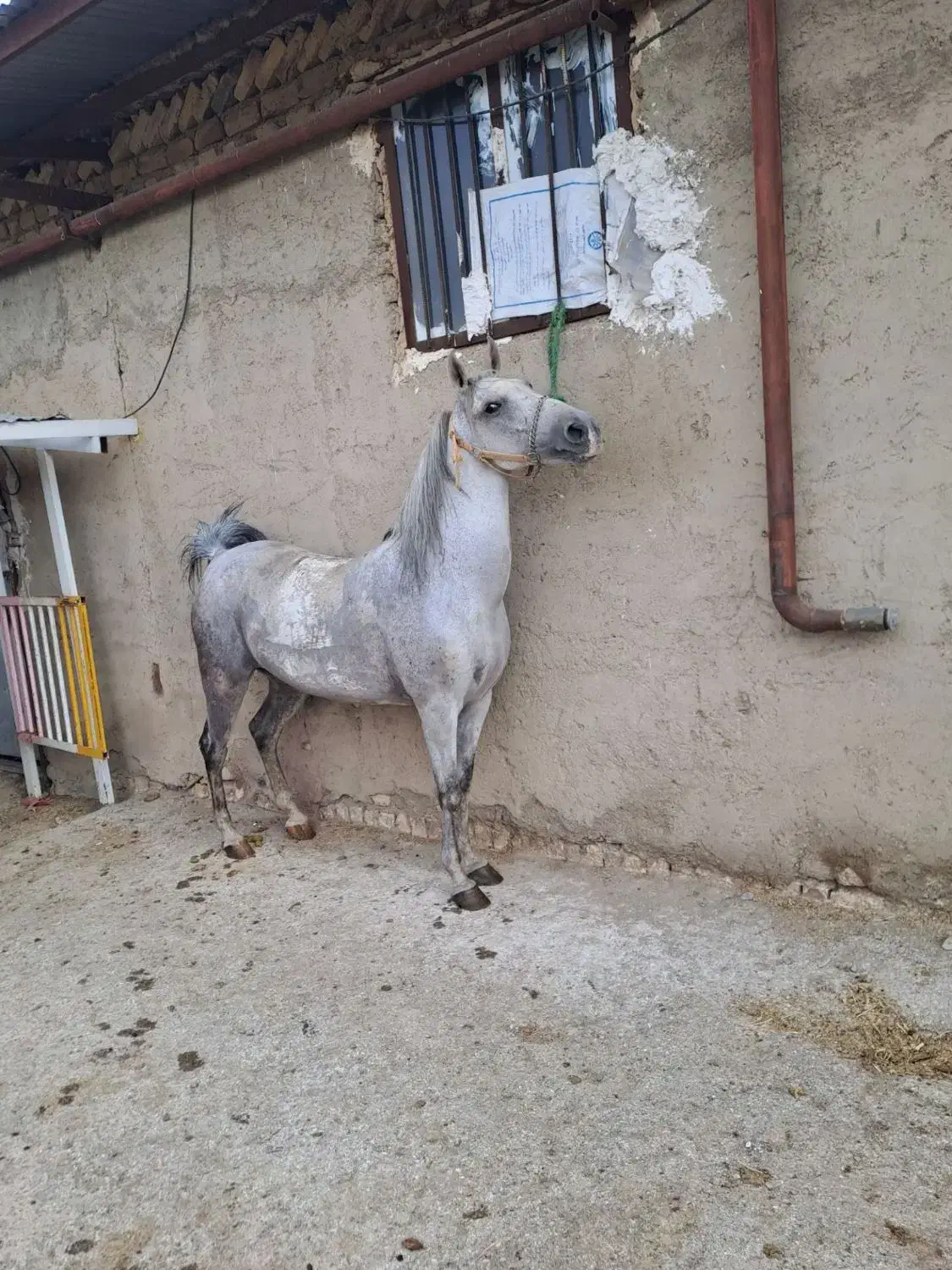 مادیون 5ساله|اسب و تجهیزات اسب‌سواری|بزینه رود, |دیوار