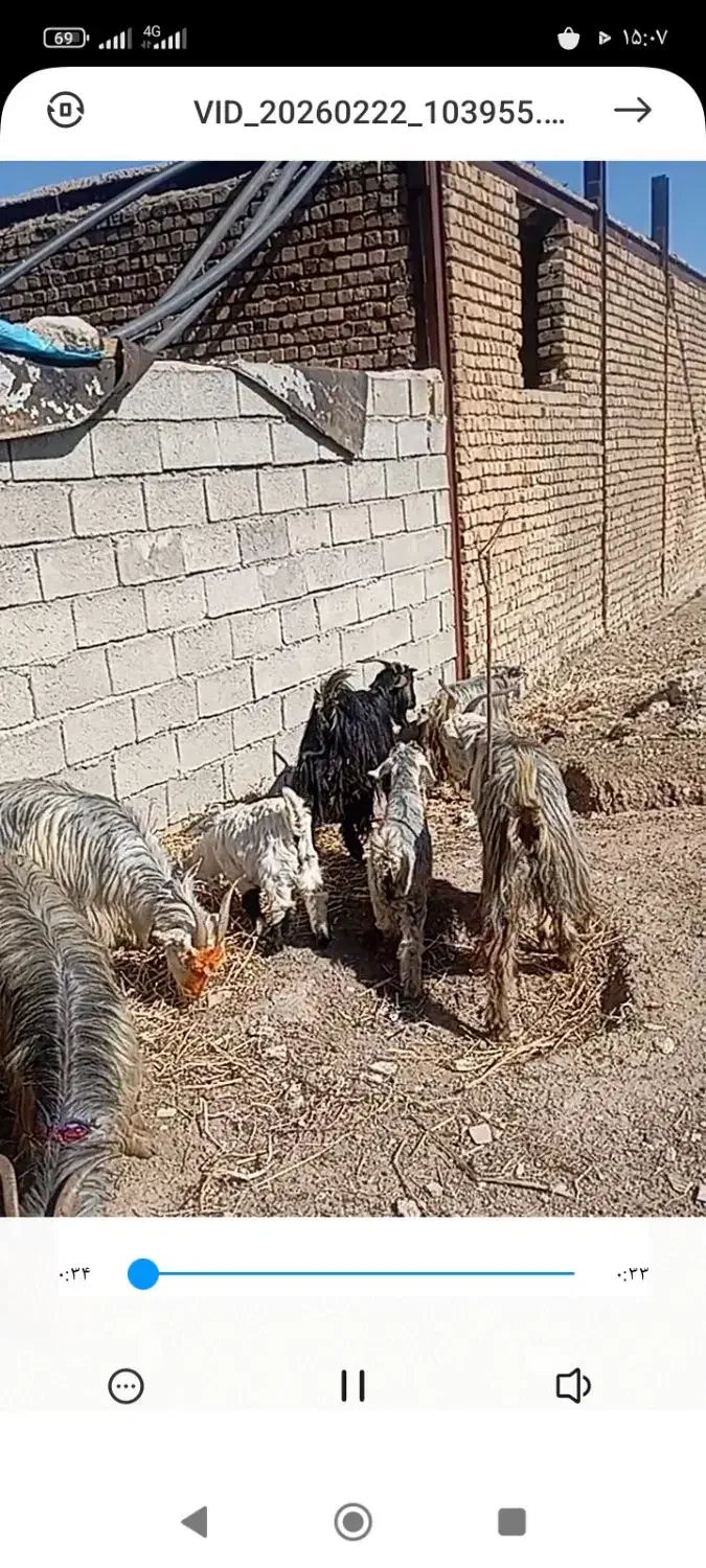 بز جوان|حیوانات مزرعه|دورود, |دیوار