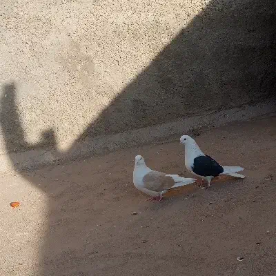 کفتر|پرنده|زارچ, |دیوار