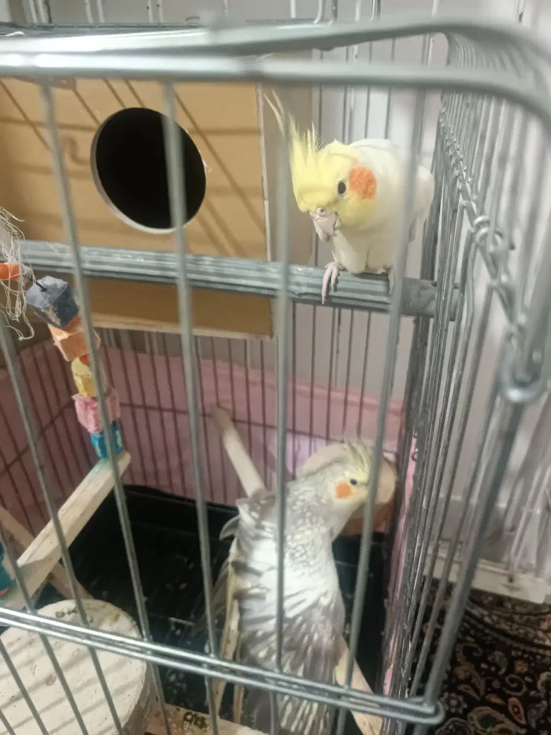 عروس هلندی|پرنده|تهران, استقلال|دیوار