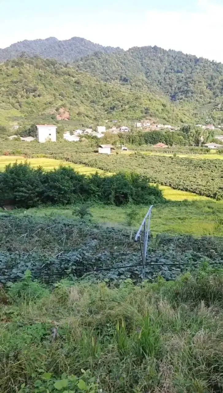 زمین باغ کیوی|فروش زمین و ملک کلنگی|ویلکیج, |دیوار