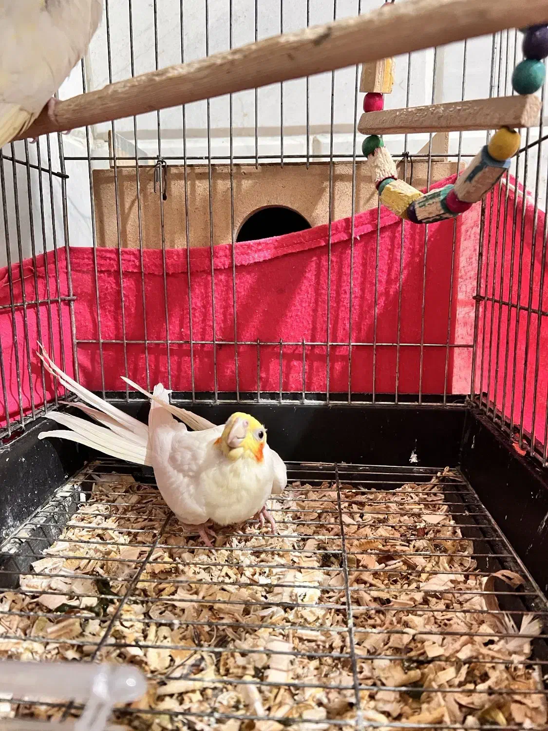 عروس هلندی مست به شرط جفتگیری|پرنده|گالیکش, |دیوار