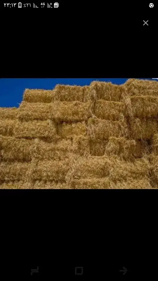 پرس جو|حیوانات مزرعه|گرمی, |دیوار