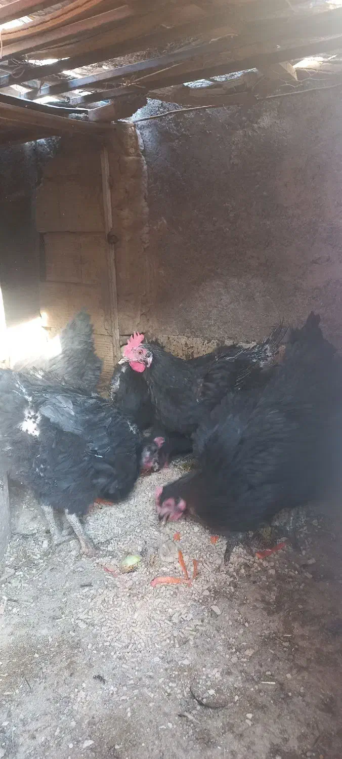 مرغ تخمی|حیوانات مزرعه|بیرجند, |دیوار