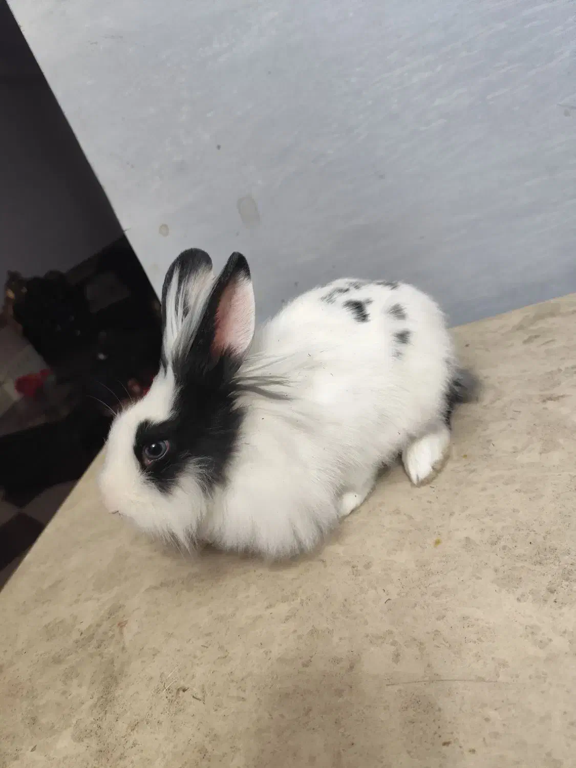 خرگوش|موش و خرگوش|مهاباد (آذربایجان غربی), |دیوار