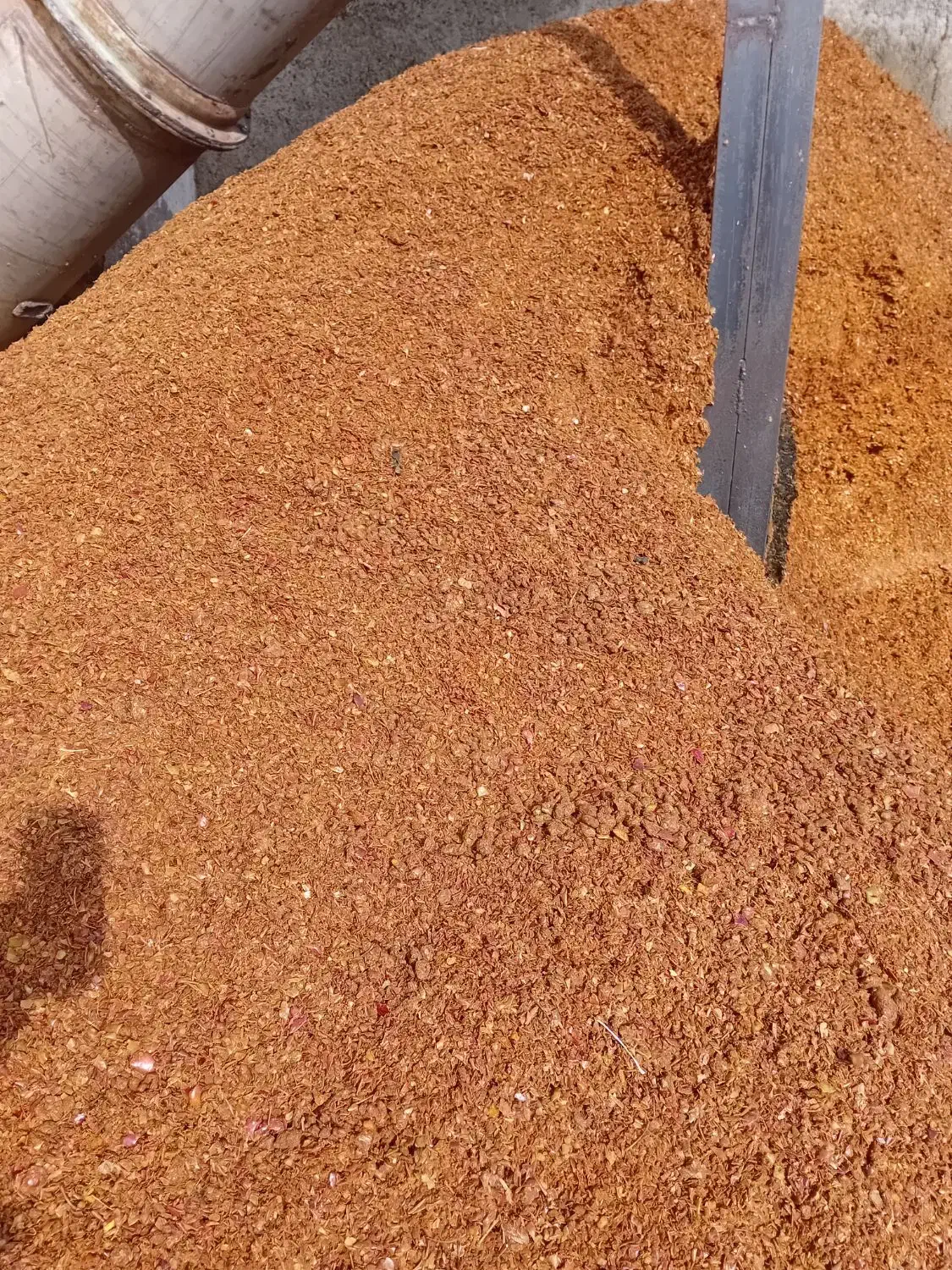 تفاله چغندر وسیب وعلوفه ذرت|عمدهفروشی|زنجان, |دیوار