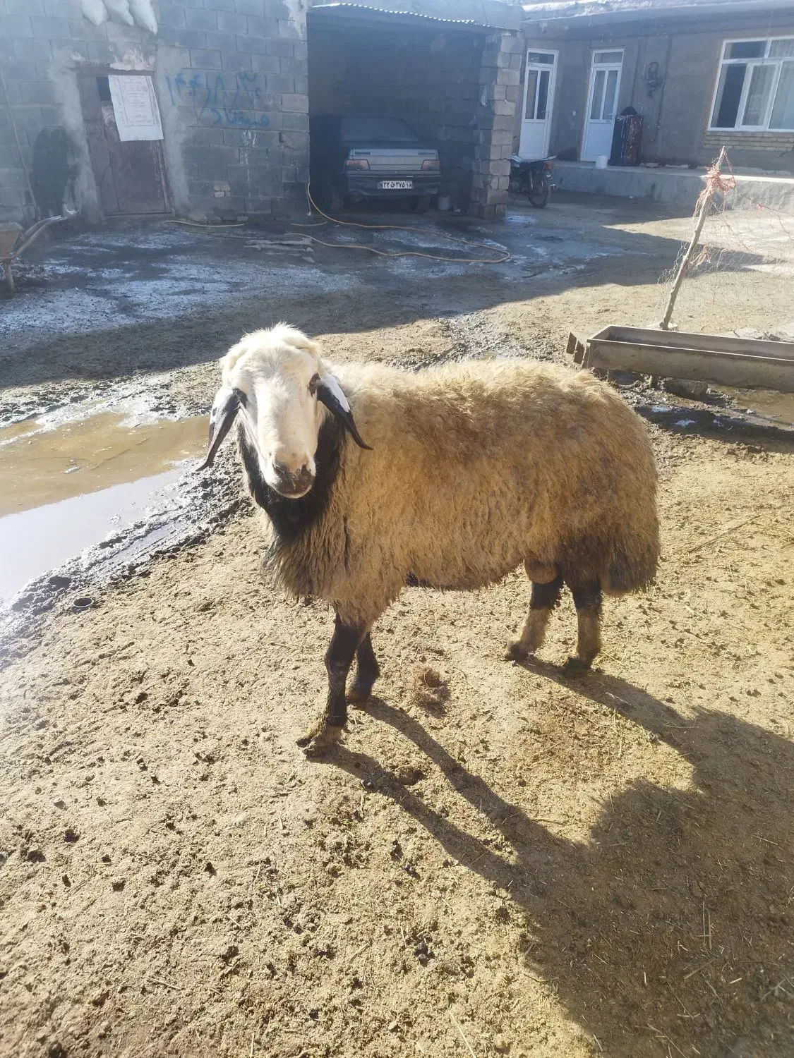 قوچ|حیوانات مزرعه|شراء, |دیوار