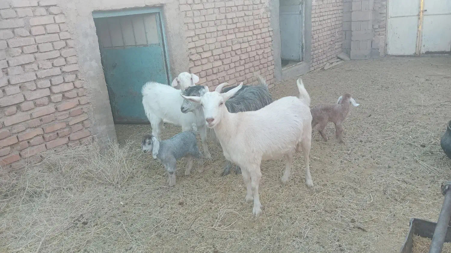 دو راس بز فروشی|حیوانات مزرعه|فردوس (خراسان), |دیوار