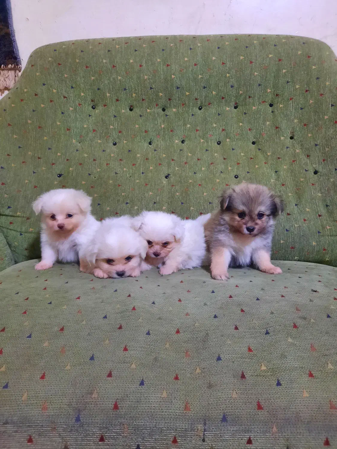 واگذاری سگ پاکوتاه سایز ریز|سگ|مسجد سلیمان, |دیوار