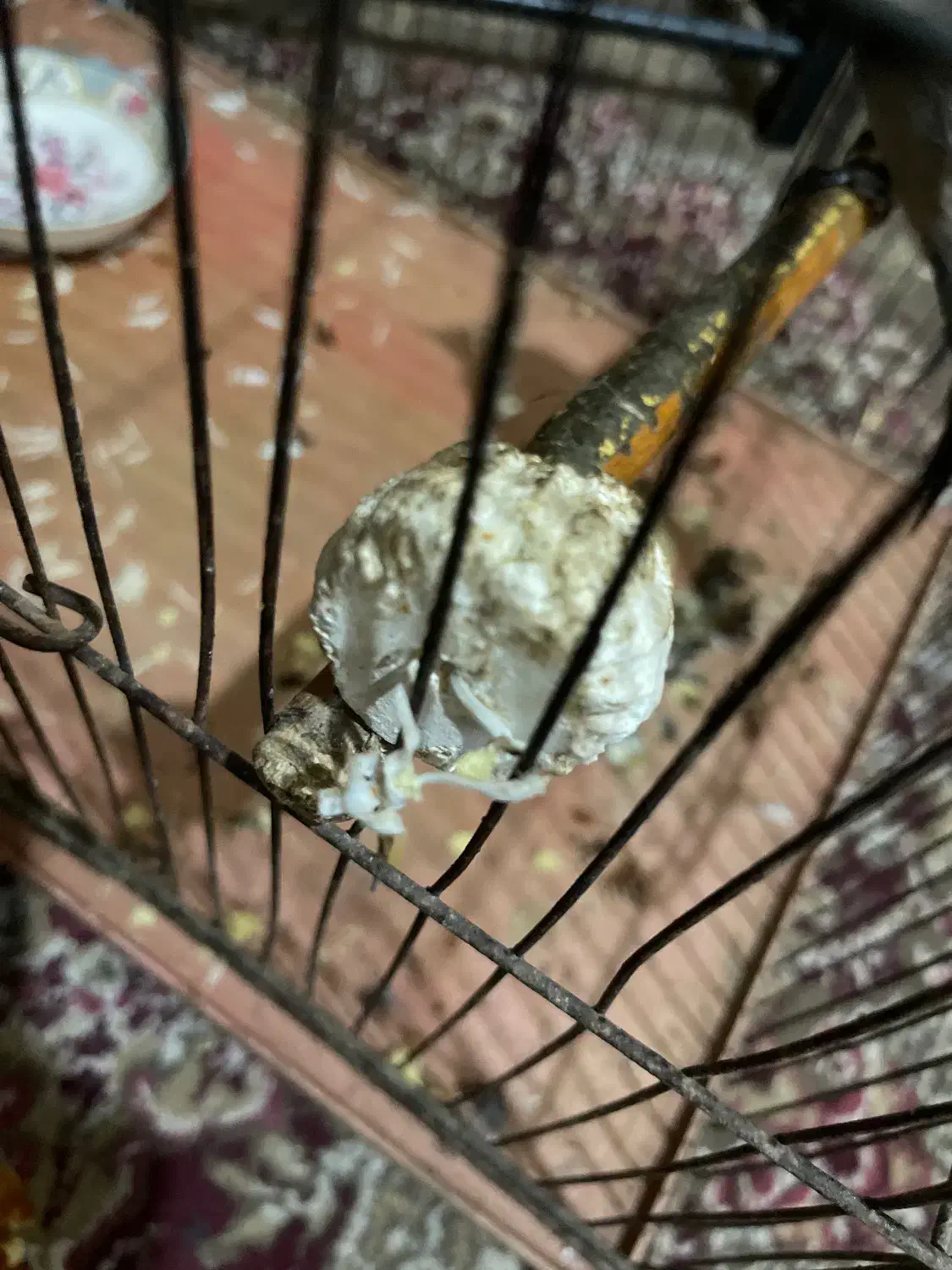 قناری محلی دستی فول فول نر بخون برای عکسش چت بدین|پرنده|بندرعباس, |دیوار