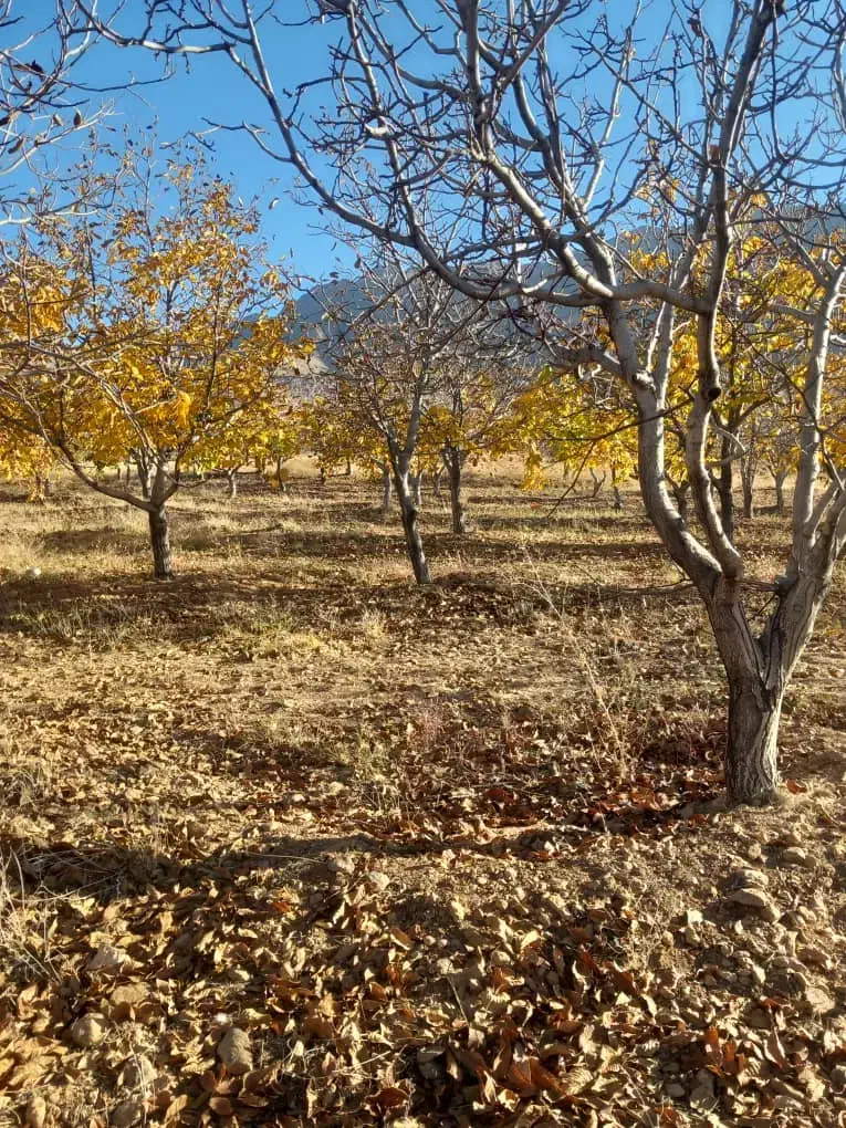 فروش باغ درخت گردو|فروش زمین و ملک کلنگی|بوئین و میاندشت, |دیوار