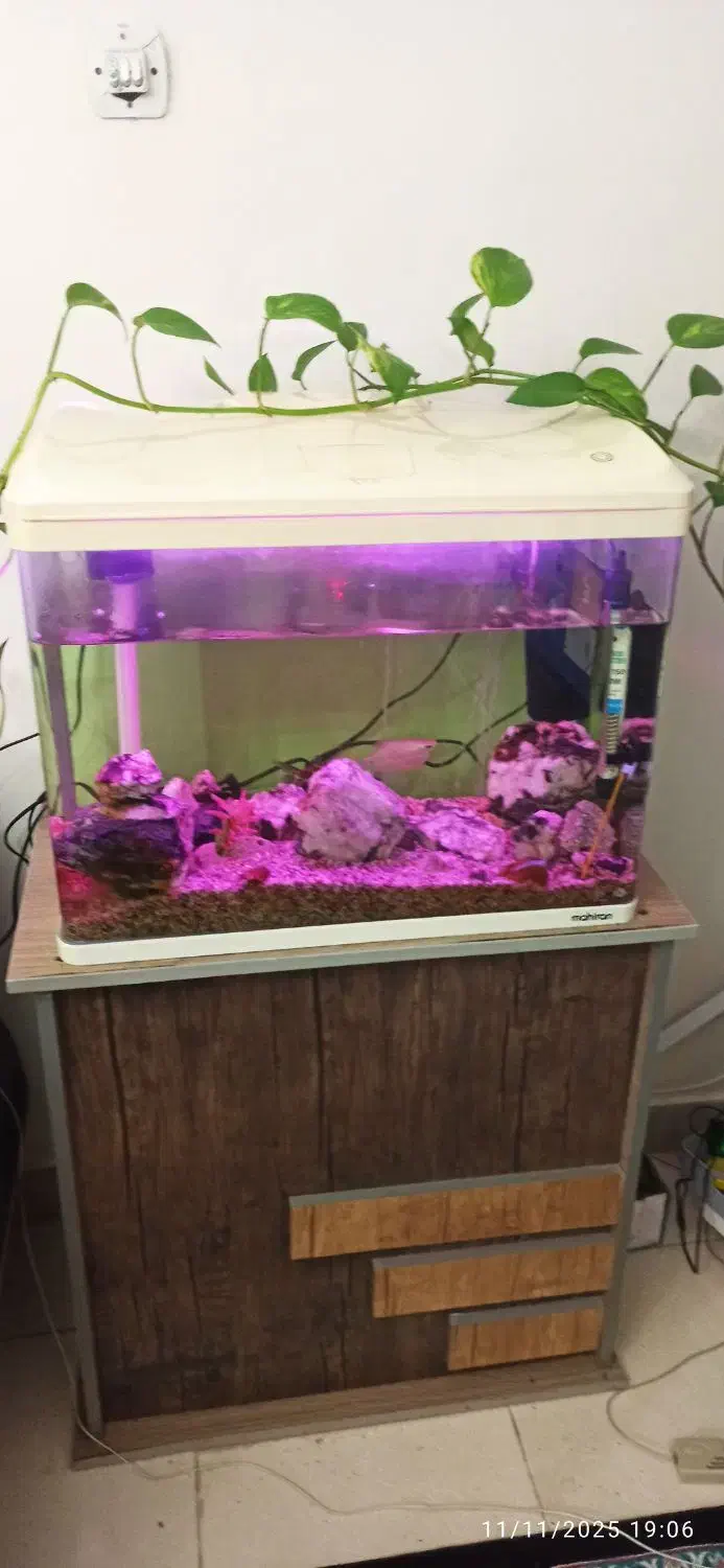 آکواریوم ماهیران|ماهی|شهریار, یوسف آباد صیرفی|دیوار