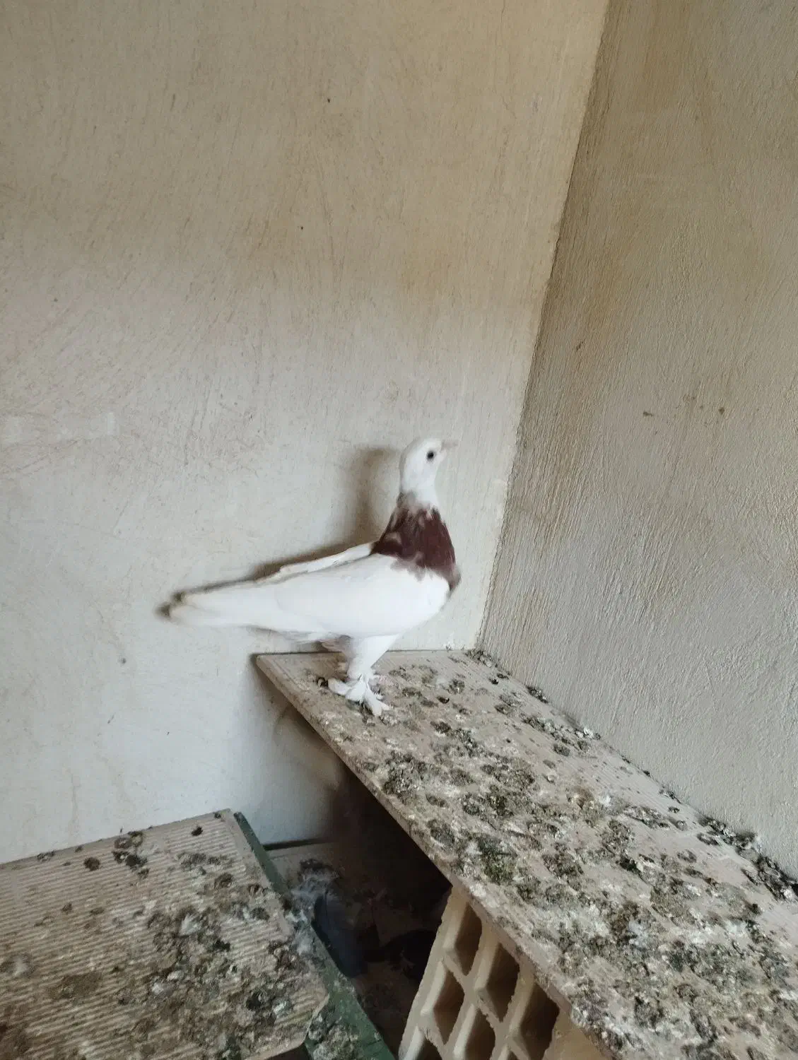 جفت کفتر طوقی|پرنده|کنارک, |دیوار