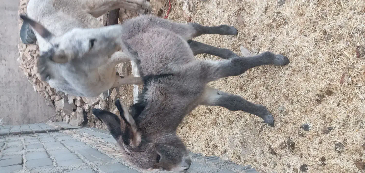 شیر‌الاغ‌دوشیدن درحضور‌مشتری|حیوانات مزرعه|قرچک, باقرآباد|دیوار