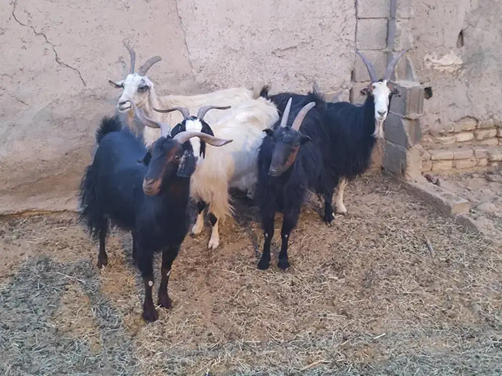 بز جوان ودرشت|حیوانات مزرعه|تهران, افسریه جنوبی|دیوار