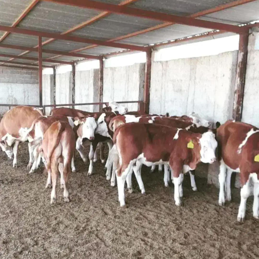 درآمدتان را چندبرابر افزایش دهید|حیوانات مزرعه|بندر ترکمن, |دیوار